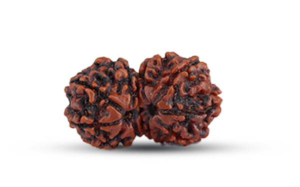 Gauri Shankar Rudraksha