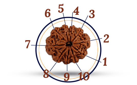 10 Mukhi Rudraksha (Das Mukhi - 10 Mukhi Rudraksha)