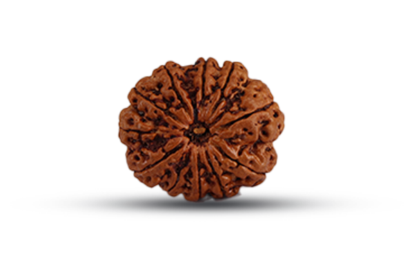 11 Mukhi Rudraksha (Gyarah Mukhi - 11 Mukhi Rudraksha)