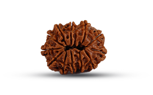 12 Mukhi Rudraksha (Twelve Mukhi - 12 मुखी रुद्राक्ष)