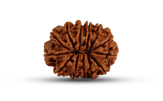 13 Mukhi Rudraksha (Tera Mukhi - 13 मुखी रुद्राक्ष)