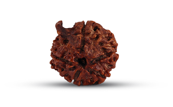 Ganesh Rudraksha