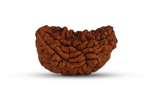 1 Mukhi Rudraksha (Ek Mukhi - 1 मुखी रुद्राक्ष)