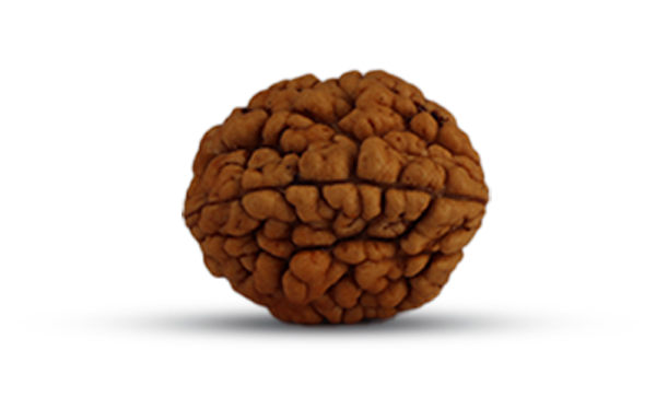 2 Mukhi Rudraksha (Do Mukhi - 2 Mukhi Rudraksha)