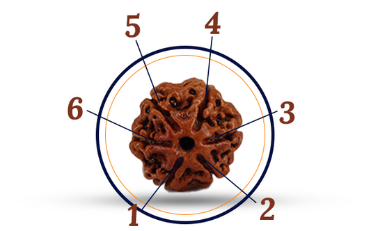 6 Mukhi Rudraksha (Chhe Mukhi - 6 Mukhi Rudraksha)