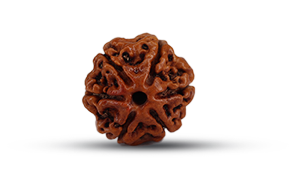 6 Mukhi Rudraksha (Chhe Mukhi - 6 Mukhi Rudraksha)