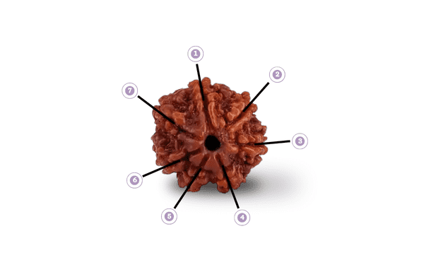 Natural 7 Mukhi Rudraksha (Nepali) - Saat Mukhi