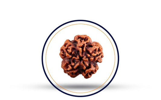 Nepali 1 Mukhi Rudraksha