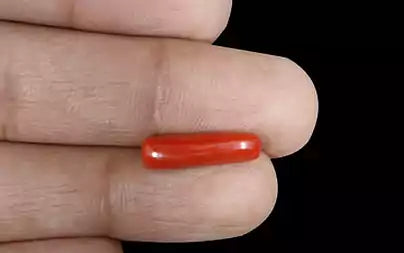 Red Coral (Moonga) - 3.84 Carats