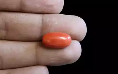 Red Coral (Moonga) - 7.14 Carats