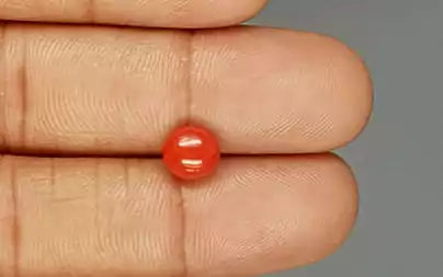 Red Coral (Moonga) - 1.72 Carats