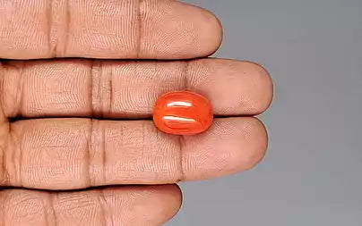 Red Coral - 14.41 Carats (Moonga - 15.71 Ratti)