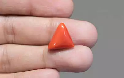 Red Coral - 8.06 Carats (Moonga - 8.79 Ratti)