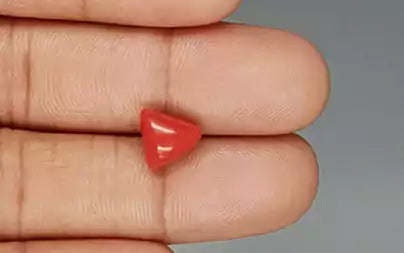 Red Coral (Moonga) - 3.41 Carats