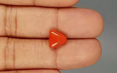 Red Coral (Moonga) - 3.17 Carats