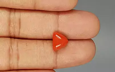 Red Coral (Moonga) - 3.31 Carats