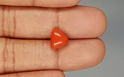 Red Coral (Moonga) - 3.40 Carats