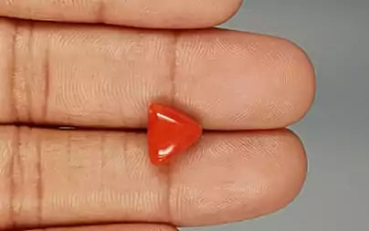 Red Coral (Moonga) - 3.62 Carats