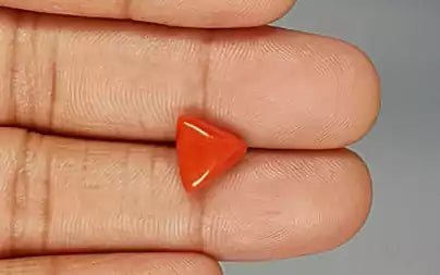 Red Coral (Moonga) - 3.28 Carats