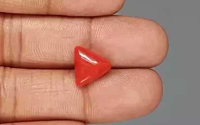 Red Coral (Moonga) - 5.01 Carats