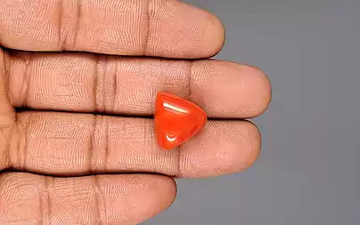 Red Coral (Moonga) - 16.63 Carats