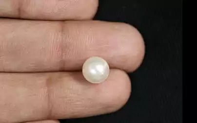 South Sea Pearl - 3.35 Carats (Moti - 3.65 Ratti)
