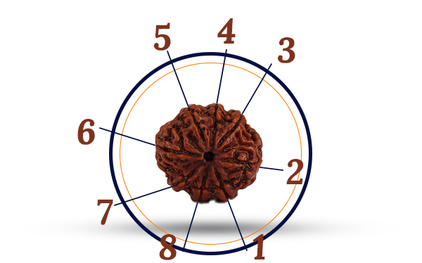 8 Mukhi Rudraksha (Aath Mukhi - 8 Mukhi Rudraksha)