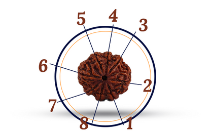 8 Mukhi Rudraksha (Aath Mukhi - 8 Mukhi Rudraksha)
