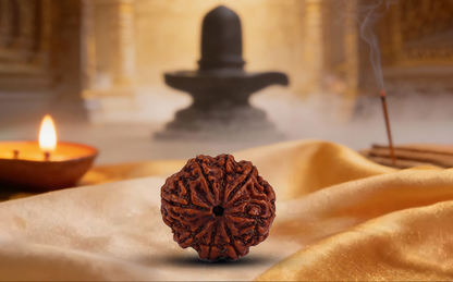 8 Mukhi Rudraksha (Aath Mukhi - 8 Mukhi Rudraksha)