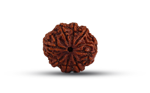 8 Mukhi Rudraksha (Aath Mukhi - 8 Mukhi Rudraksha)
