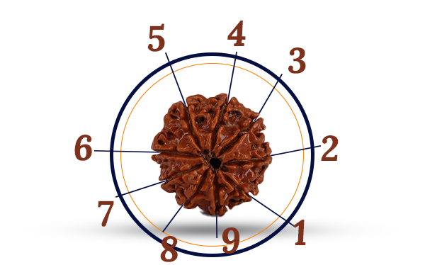 9 Mukhi Rudraksha (Nau Mukhi - 9 Mukhi Rudraksha)