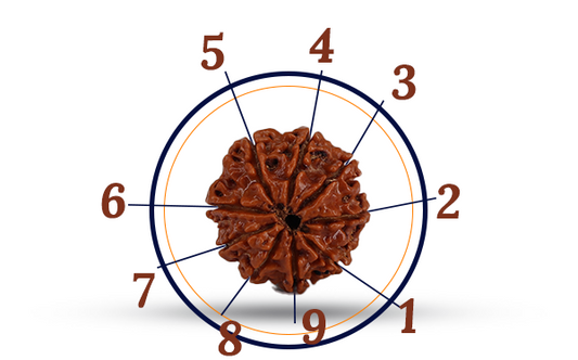 9 Mukhi Rudraksha (Nau Mukhi - 9 Mukhi Rudraksha)