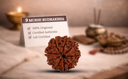 9 Mukhi Rudraksha (Nau Mukhi - 9 Mukhi Rudraksha)