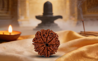 9 Mukhi Rudraksha (Nau Mukhi - 9 Mukhi Rudraksha)