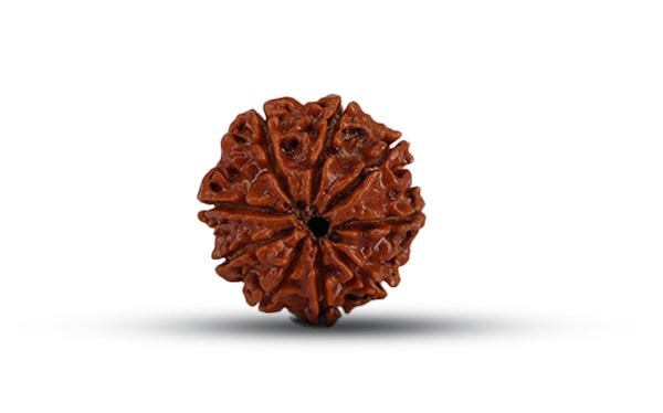 9 Mukhi Rudraksha (Nau Mukhi - 9 Mukhi Rudraksha)