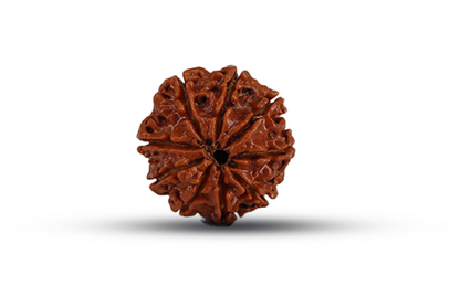 9 Mukhi Rudraksha (Nau Mukhi - 9 Mukhi Rudraksha)