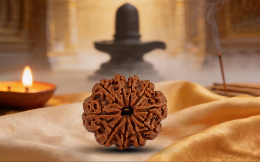 10 Mukhi Rudraksha (Ten Mukhi - 10 मुखी रुद्राक्ष)