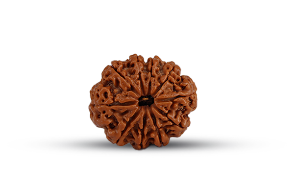 10 Mukhi Rudraksha (Ten Mukhi - 10 मुखी रुद्राक्ष)