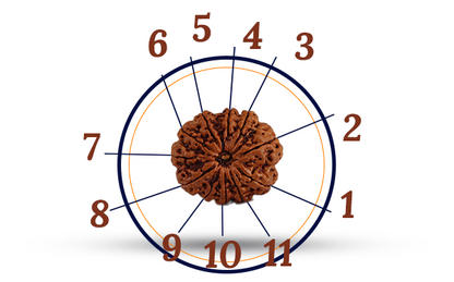 11 Mukhi Rudraksha (Eleven Mukhi - 11 मुखी रुद्राक्ष)