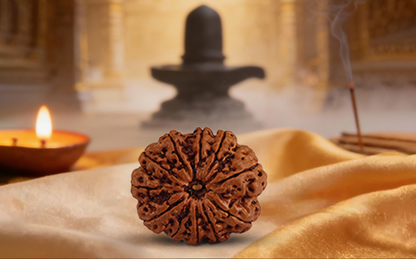 11 Mukhi Rudraksha (Eleven Mukhi - 11 मुखी रुद्राक्ष)