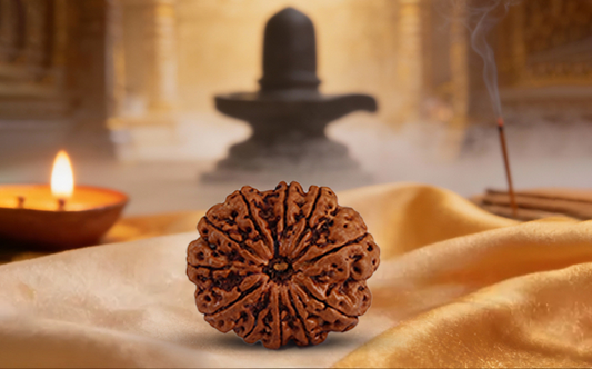 11 Mukhi Rudraksha (Eleven Mukhi - 11 मुखी रुद्राक्ष)