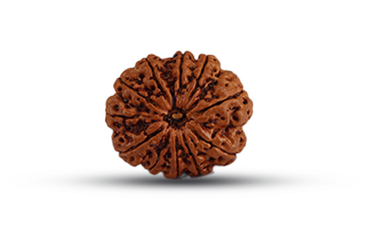 11 Mukhi Rudraksha (Eleven Mukhi - 11 मुखी रुद्राक्ष)