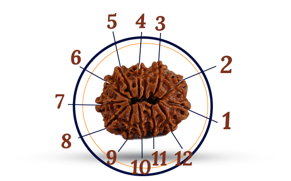12 Mukhi Rudraksha (Barah Mukhi - 12 Mukhi Rudraksha)