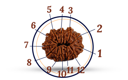 12 Mukhi Rudraksha (Barah Mukhi - 12 Mukhi Rudraksha)