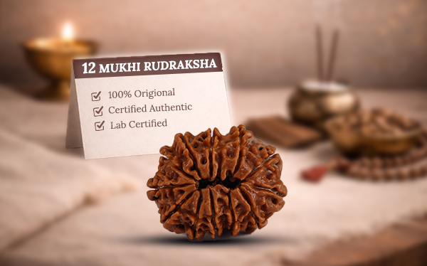 12 Mukhi Rudraksha (Barah Mukhi - 12 Mukhi Rudraksha)