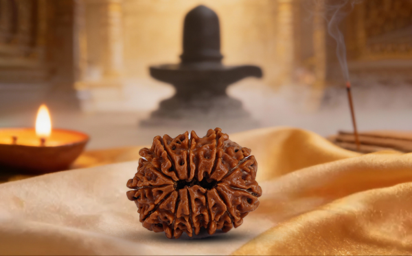 12 Mukhi Rudraksha (Barah Mukhi - 12 Mukhi Rudraksha)