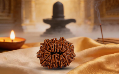 12 Mukhi Rudraksha (Barah Mukhi - 12 Mukhi Rudraksha)