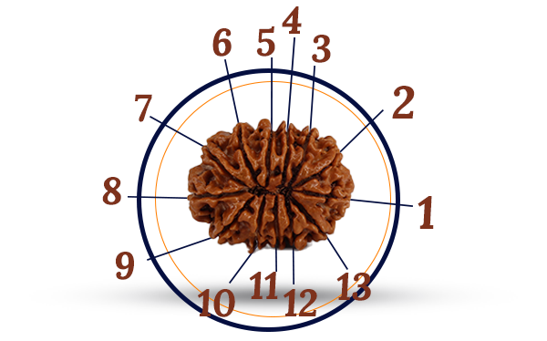 13 Mukhi Rudraksha (Tera Mukhi - 13 Mukhi Rudraksha)