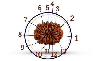 13 Mukhi Rudraksha (Tera Mukhi - 13 Mukhi Rudraksha)