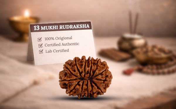 13 Mukhi Rudraksha (Tera Mukhi - 13 Mukhi Rudraksha)